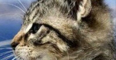 漢方専門医ねこちん